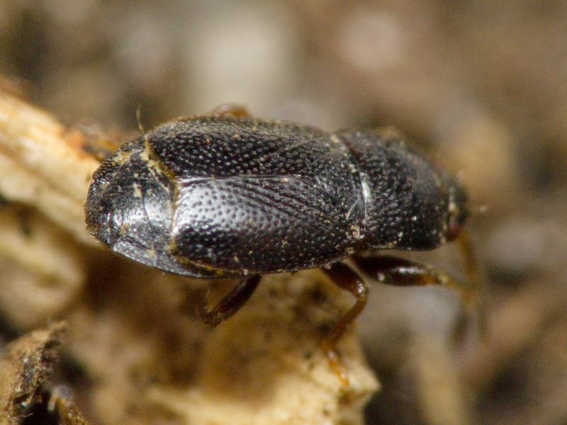 Plinthisus pusillus (Scholtz, 1847)